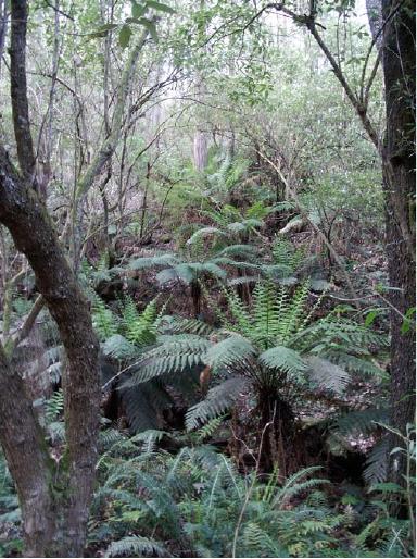 An example of remaining Damp Forest EVC in a sheltered gully near Nolans Creek Track